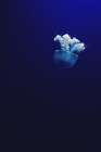 Jellyfish in Blue II Coastal Print