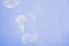 Jellyfish in La Rochelle Art Print