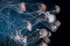 Jellyfish in the Deep Art Print