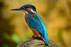 Kingfisher Art Print