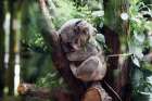 Koala Napping Art Print