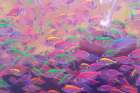 Neon Fish Art Print