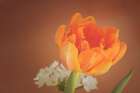 Orange Tulip Art Print