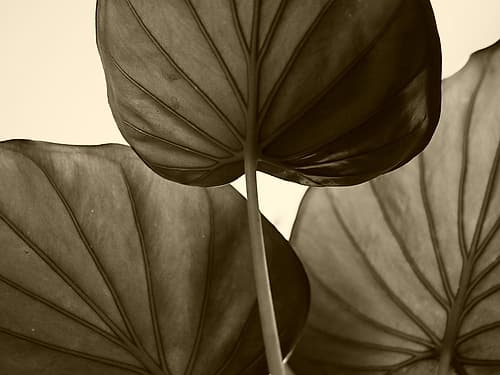 Palm Leaves in Bronze Minimalist Print