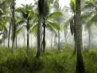 Palms in Morning Art Print