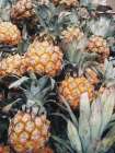 Pineapples Art Print