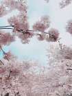 Portland Waterfront Cherry Blossoms, United States Art Print