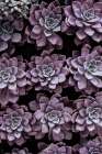 Purple Succulents Art Print