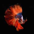 Red Tail Fish Art Print