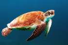 Sea Turtle Art Print