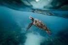 Sea Turtle Swimming in the Ocean Art Print