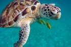 Sea Turtle with Friends Art Print