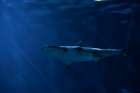 Shark in the Deep Art Print
