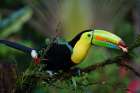 Toucan Art Print