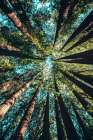 Treetops at Yosemite National Park, United States Art Print