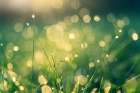 Wet Grass Landscape Print