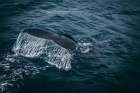 Whale Tail Coastal Print