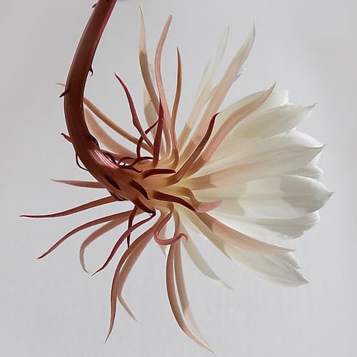 White Blossom Art Print by Artographie
