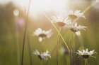 White Daisies Art Print