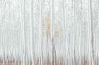White Woods Art Print