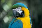 Yellow and Blue Parrot Art Print