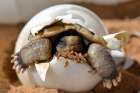 Baby Desert Tortoise Hatchling Art Print