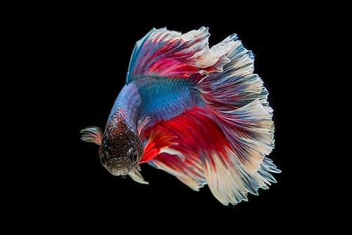 Blue Betta Fish I Art Print