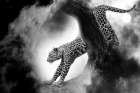 Creative Leopard Art Print