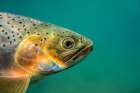 Cutthroat Trout Art Print
