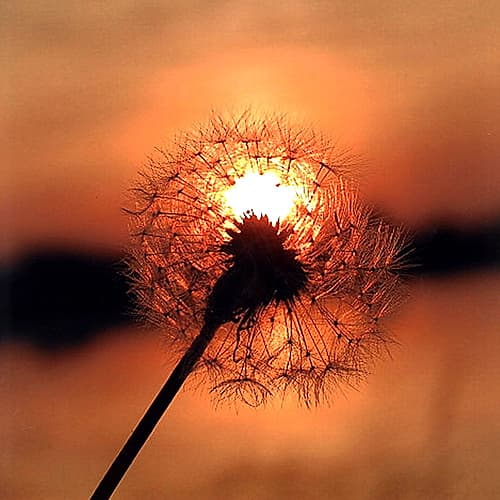 Dandelion in Sunset Art Print