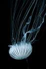 Jellyfish Heading Down Coastal Print