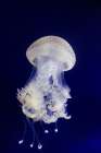 Jellyfish in Blue Coastal Print