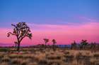 Joshua Trees at Sunset Art Print