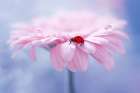 Ladybug on a Pink flower Art Print