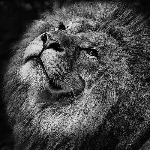 Lion Close Up Art Print by Artographie