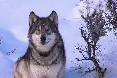 Lone Wolf Art Print by Artographie