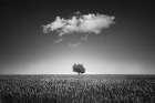 Lonely Tree Landscape Print