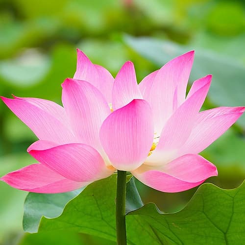 Pink Water Lily Art Print
