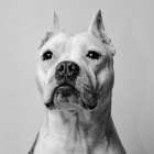 Pit Bull Patience Art Print