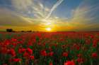 Poppy Field at Sunset Art Print