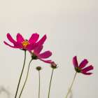 Purple Cosmos Art Print