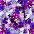 Purple Flower Power Art Print