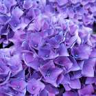 Purple Hydrangea Art Print