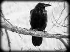Raven Art Print