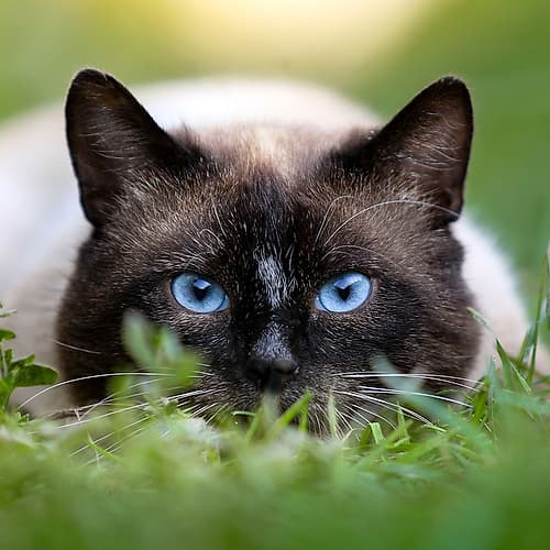 Ready to Pounce Art Print