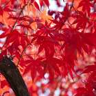 Red Autumn Foliages of the Palmate Maple Art Print