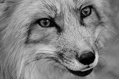 Cunning Fox Art Print by Artographie