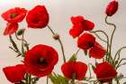 Red Poppies I Art Print