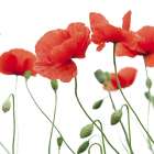 Red Poppies II Art Print