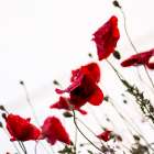 Red Poppies III Art Print